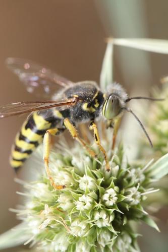 Réf. 244 519 : Bembix oculata